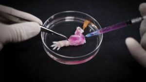 Leia mais sobre o artigo Grupo desenvolve biotinta para impressão 3D de tecido nervoso