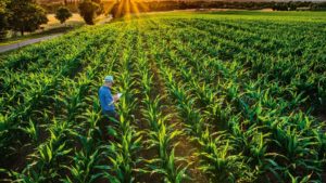 Leia mais sobre o artigo O papel das cooperativas em levar tecnologias para os agricultores