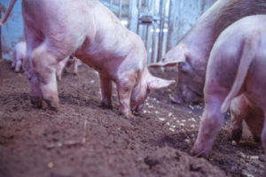 Leia mais sobre o artigo A vida é boa na fazenda “The Family Pig”