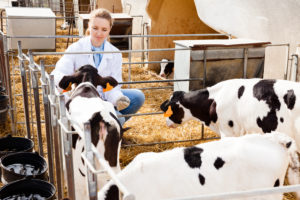 Leia mais sobre o artigo Medidas de biosseguridade na bovinocultura leiteira