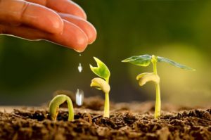 Leia mais sobre o artigo Manejo água, solo e planta: como essa interação pode melhorar a produtividade