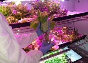 Leia mais sobre o artigo Pesquisa desenvolve modelos para produção de hortaliças em fazendas verticais