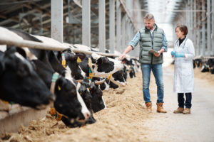 Leia mais sobre o artigo A biosseguridade nas propriedades leiteiras