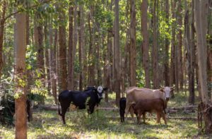 Leia mais sobre o artigo Integração pecuária e cultivo florestal aumenta produtividade