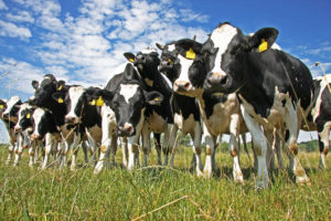 Leia mais sobre o artigo IoT é aliada no bem-estar de vacas leiteiras