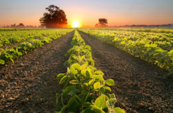 Leia mais sobre o artigo Mercado agrícola segue promissor em 2021, diz Presidente da ABIMAQ