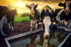 Leia mais sobre o artigo Programa monitora água em propriedades leiteiras e economia chega a 19 milhões de litros em 2020