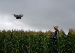 Leia mais sobre o artigo Sistema faz contagem automática de plantas na lavoura por imagens de drones