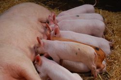 Leia mais sobre o artigo Maior núcleo de genética suína da América Latina chega a Paranavaí