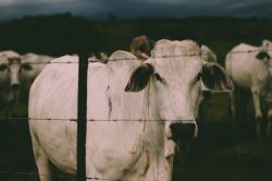 Leia mais sobre o artigo Gigante das telecomunicações fecha parceria com Embrapa para monitorar gado com IoT