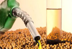 Leia mais sobre o artigo Diesel à base de soja começará a ser produzido nos EUA