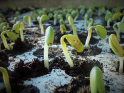 Leia mais sobre o artigo Inteligência artificial ajuda a identificar sementes que melhor germinam