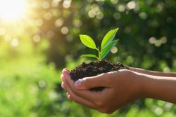Leia mais sobre o artigo Produtores de soja poderão participar gratuitamente de teste de produtividade do solo