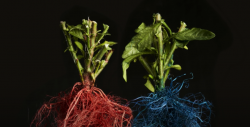 Leia mais sobre o artigo Cientistas descobrem maneira de estimular crescimento de raízes e reduzir uso de fertilizantes