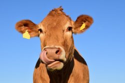 Leia mais sobre o artigo Estudo mostra que fazendas de gado podem sequestrar carbono
