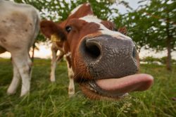 Leia mais sobre o artigo Novo aplicativo da Embrapa avalia saúde de vacas por reconhecimento facial