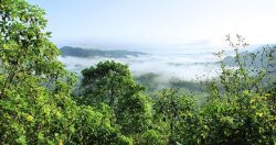 Leia mais sobre o artigo Projeto vai auxiliar a gerar dados para identificação de madeira de desmatamento na Amazônia