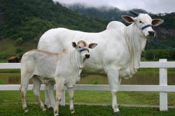 Leia mais sobre o artigo Inseminação artificial em bovinos deve crescer em 2022, prevê relatório