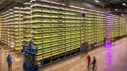 Leia mais sobre o artigo Agricultura vertical é solução para aumentar produção em grandes centros