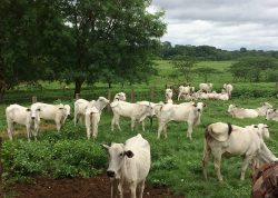 Leia mais sobre o artigo Cientistas da Embrapa desenvolvem método que identifica vacas com maior probabilidade de prenhez