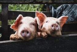 Leia mais sobre o artigo Cientistas vão clonar e criar porcos para transplante de coração em humanos