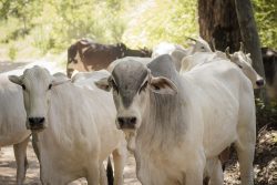 Leia mais sobre o artigo 10 megatendências para a cadeia produtiva da carne bovina