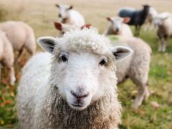 Leia mais sobre o artigo Fazendeiro inova ao produzir vodca a partir de leite de ovelha