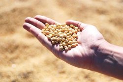 Leia mais sobre o artigo Primeiras cultivares de soja com tecnologia Xtend serão lançadas pela Embrapa e Meridional