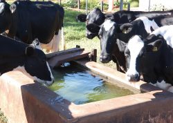 Leia mais sobre o artigo Programa da Embrapa ajuda a economizar mais de 56 milhões de litros de água na produção leiteira