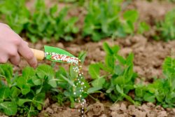 Leia mais sobre o artigo Plano Nacional de Fertilizantes é lançado para reduzir importação dos insumos