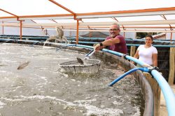 Leia mais sobre o artigo Estufa para produção de tilápias ganha adeptos no Paraná