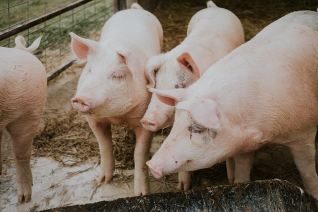 Brasil deve começar a realizar transplantes utilizando órgãos de porco em 2025