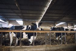 Leia mais sobre o artigo Cooperativa usa algas na ração para reduzir metano expelido pelo gado