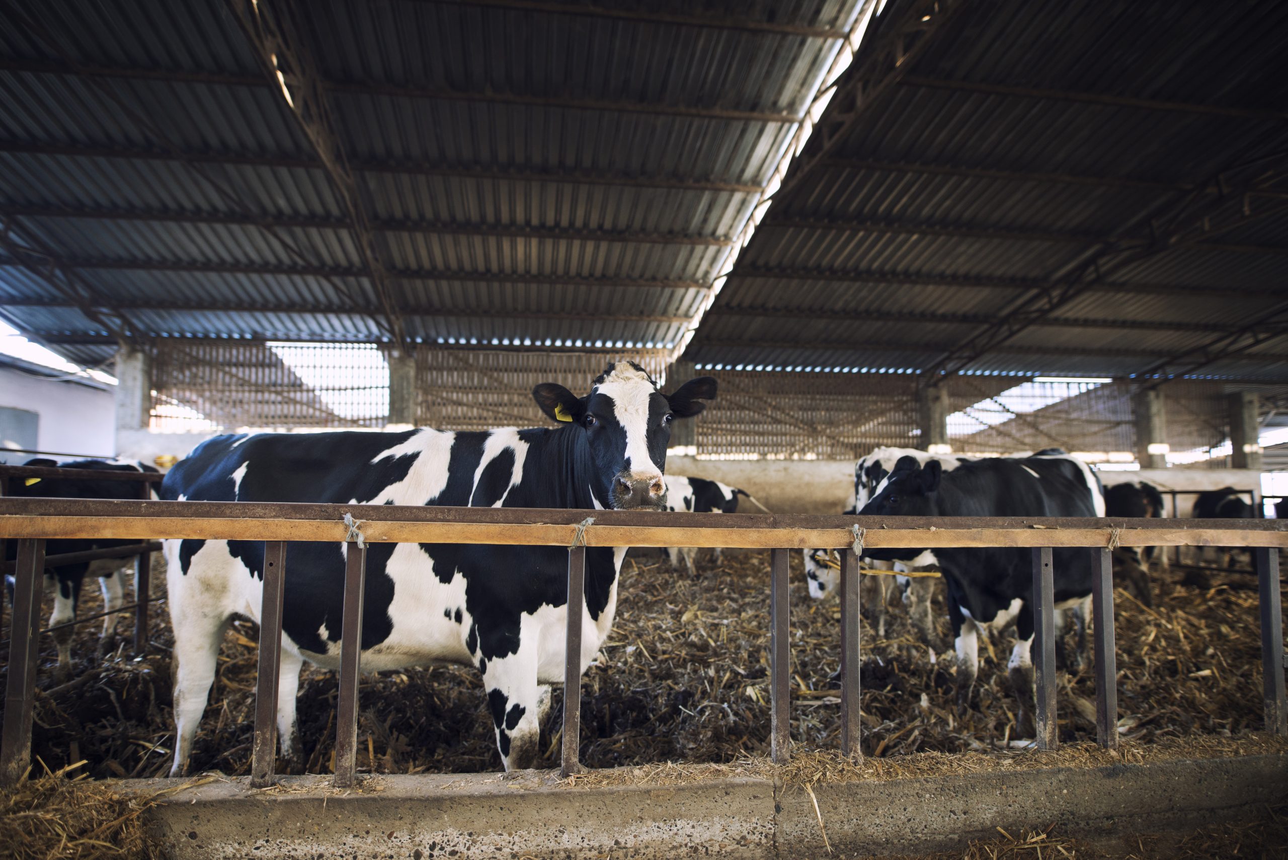 Cooperativa usa algas na ração para reduzir metano expelido pelo gado