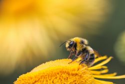 Leia mais sobre o artigo Embrapa Meio Ambiente, Senar e A.B.E.L.H.A desenvolvem projeto para fortalecer a criação de abelhas