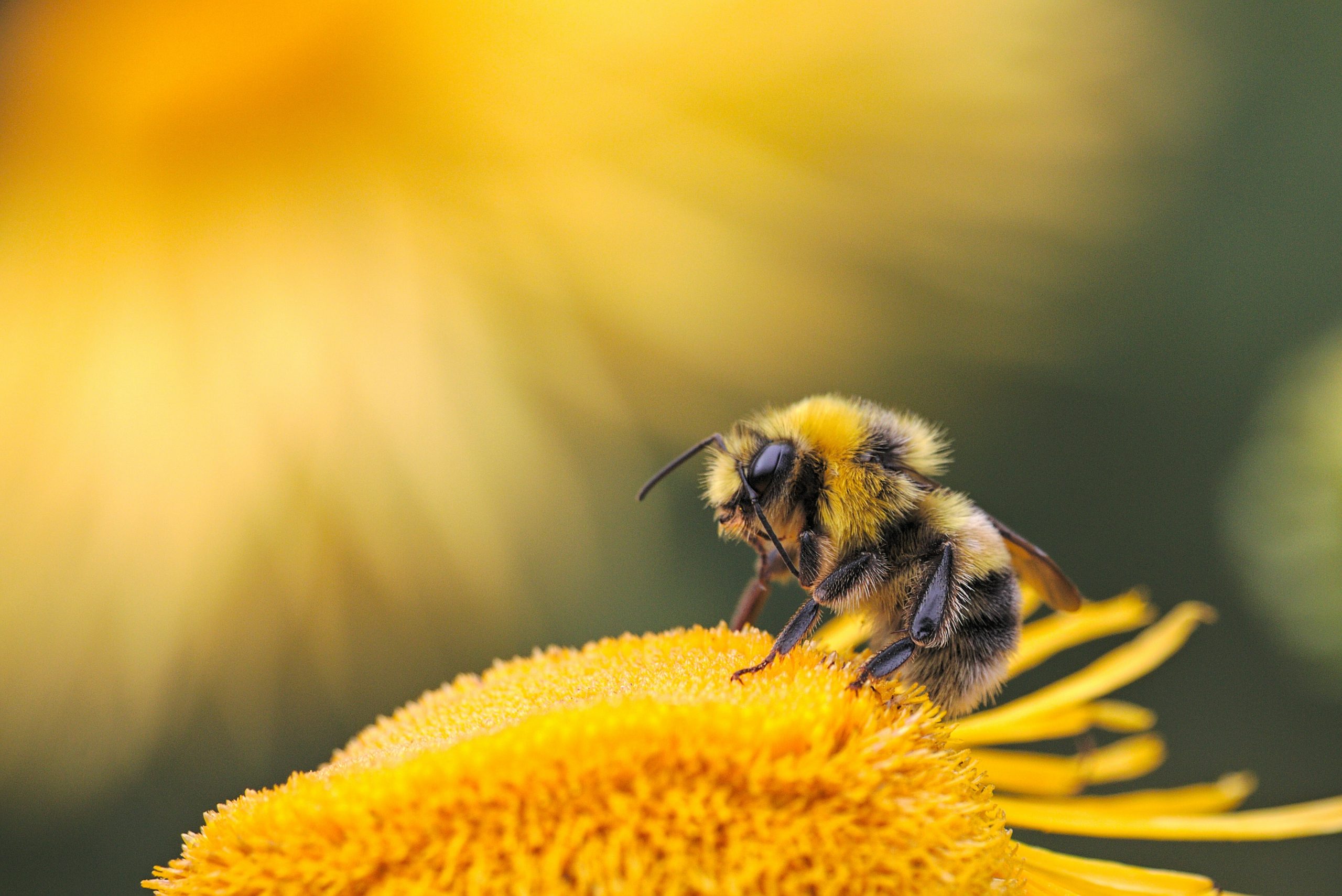 Embrapa Meio Ambiente, Senar e A.B.E.L.H.A desenvolvem projeto para fortalecer a criação de abelhas