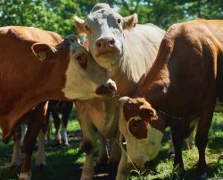 Leia mais sobre o artigo Nova Zelândia pretende taxar arroto de gado e ovelha para reduzir emissão de metano