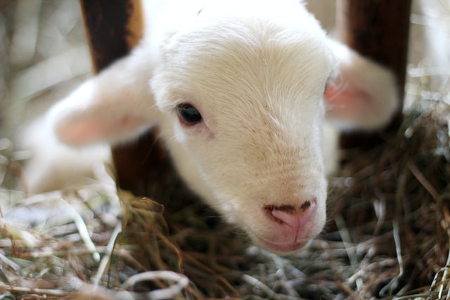 Em caso raro, ovelha dá a luz a quadrigêmeos desde 2017