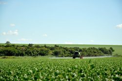 Leia mais sobre o artigo Novo fertilizante fosfatado desenvolvido pela Embrapa aumenta a produtividade da soja