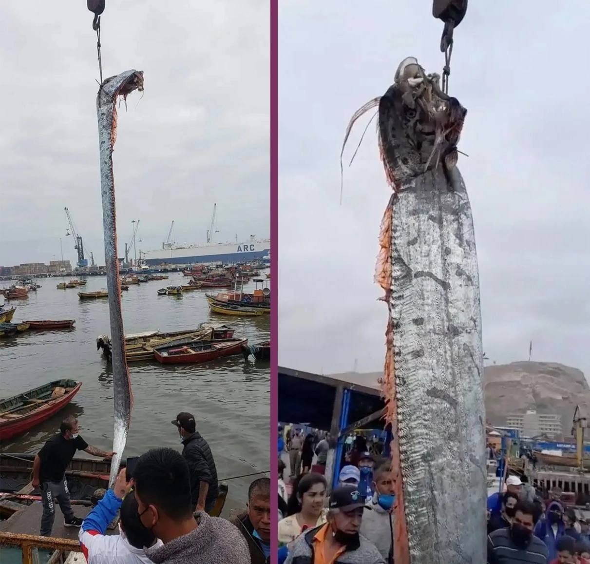 Peixe “anunciante de desastres naturais” é capturado no Chile