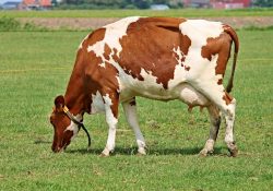 Leia mais sobre o artigo Tecnologia dá uma estimativa do status de CCS das vacas no mês seguinte