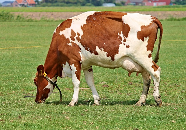 Tecnologia dá uma estimativa do status de CCS das vacas no mês seguinte