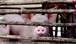 Leia mais sobre o artigo Cientistas reativam cérebro de porco quatro horas após a morte