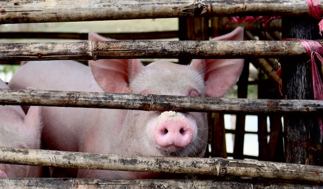 Cientistas reativam cérebro de porco quatro horas após a morte