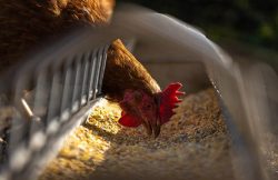 Leia mais sobre o artigo Fazenda está utilizando cannabis para alimentar seus frangos