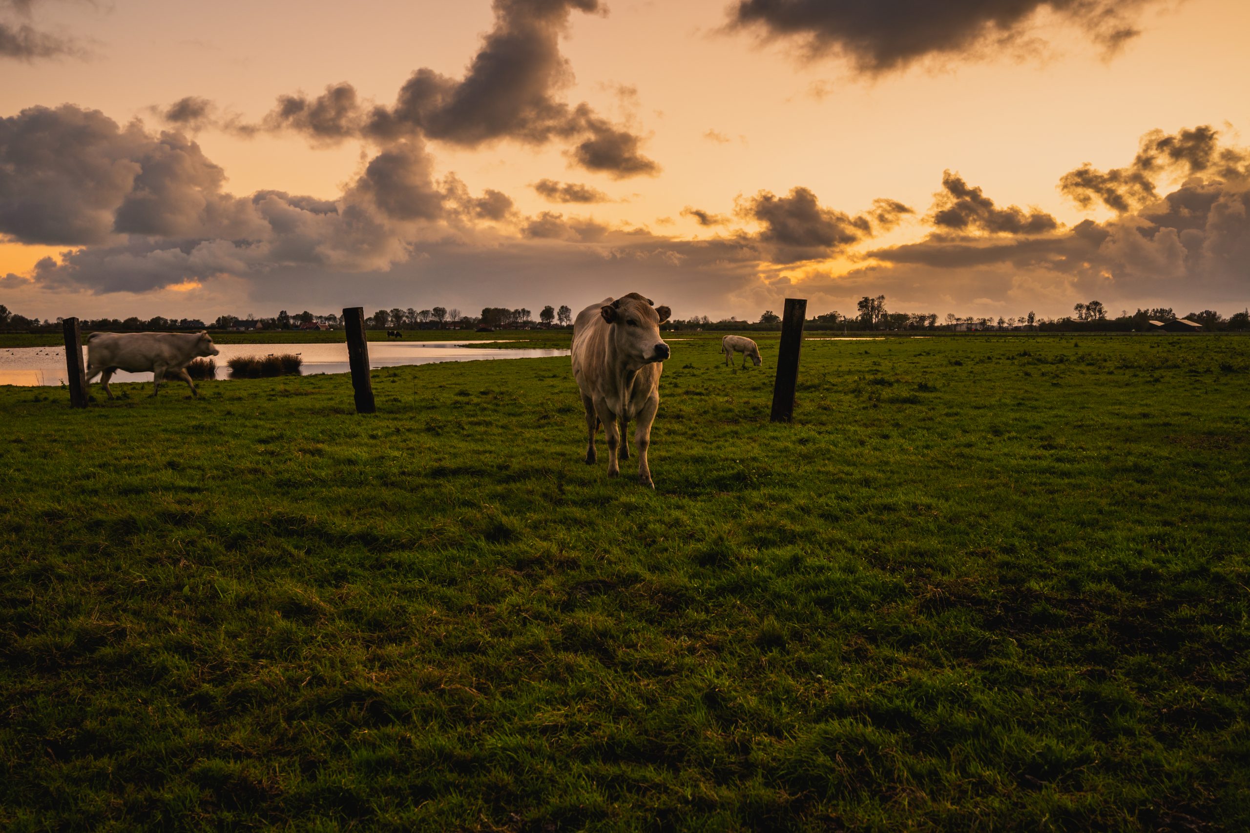 Pesquisadores desenvolvem “cerca virtual” para proteger criação de gado