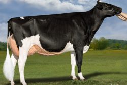 Leia mais sobre o artigo Recordista: conheça a vaca leiteira mais cara do mundo