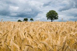Leia mais sobre o artigo Adoção de boas práticas pode aumentar produção de trigo em 1,5 milhão de toneladas no Brasil