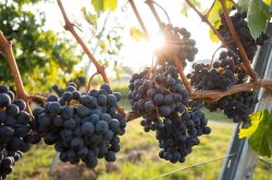 Leia mais sobre o artigo Agricultura de precisão ajuda a produzir vinhos diferenciados em SP