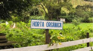 Leia mais sobre o artigo Horta orgânica atrai turistas no oeste do Paraná